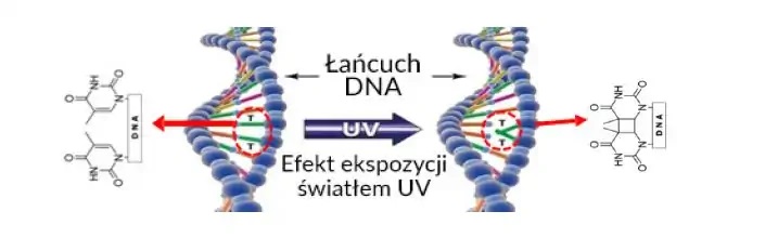 Mechanizm oddziaływania światła UV na DNA bakterii i wirusów
